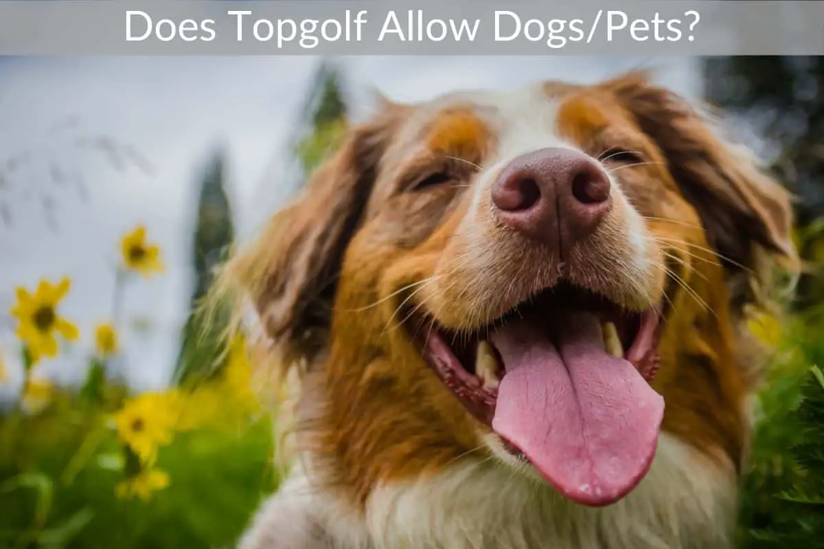 Does Topgolf Allow Dogs/Pets?